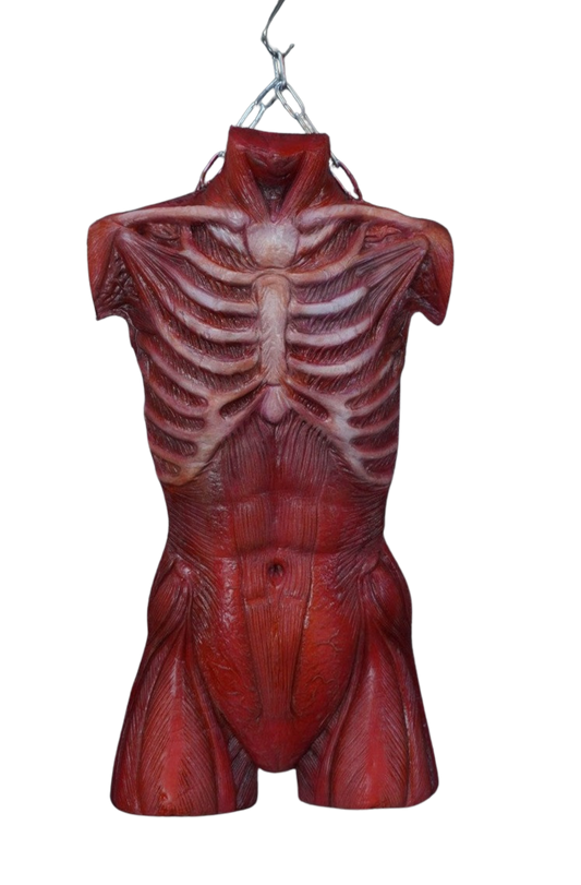 Muscle Torso Skin