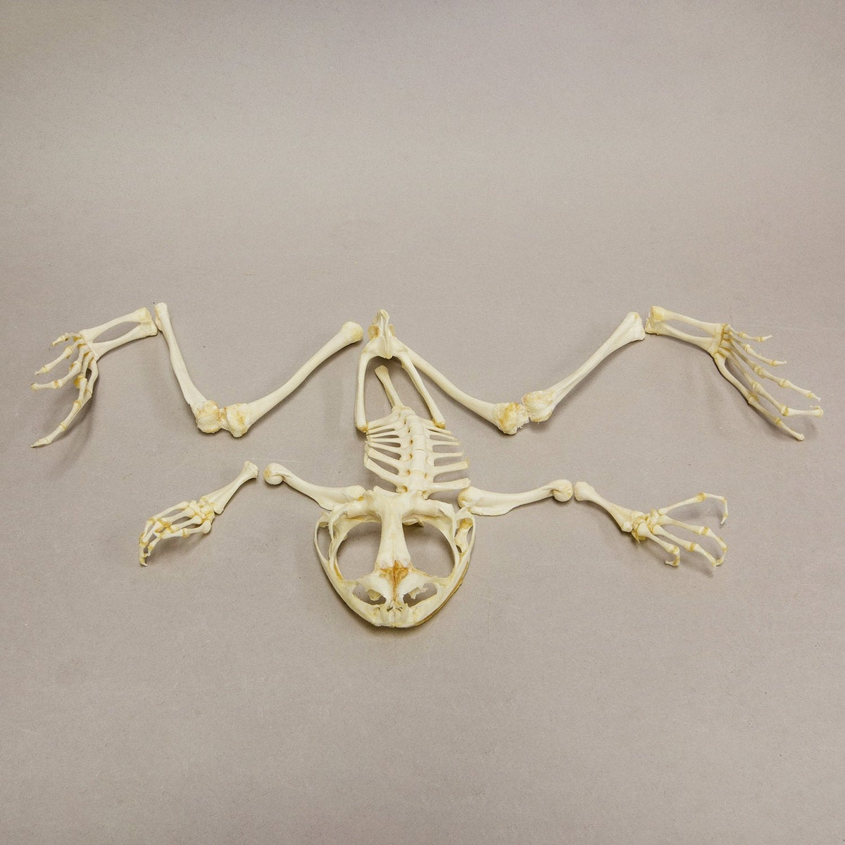 Real Giant Slippery Frog Skeleton - Disarticulated