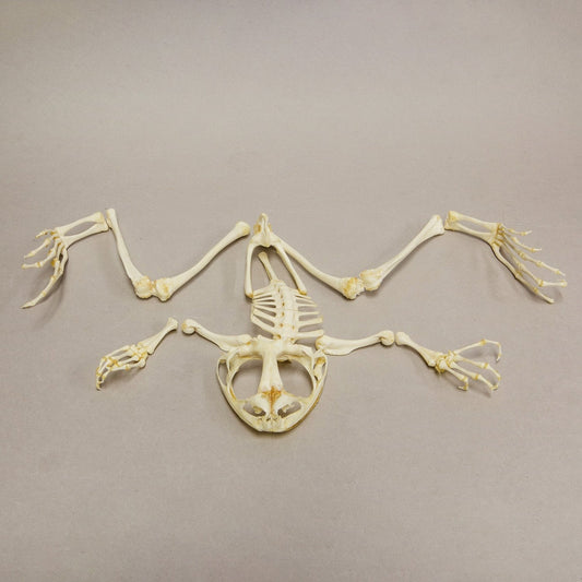 Real Giant Slippery Frog Skeleton - Disarticulated