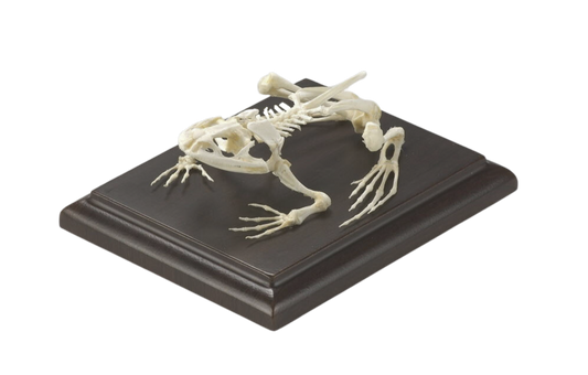 Mounted Frog Skeleton - Real Bone